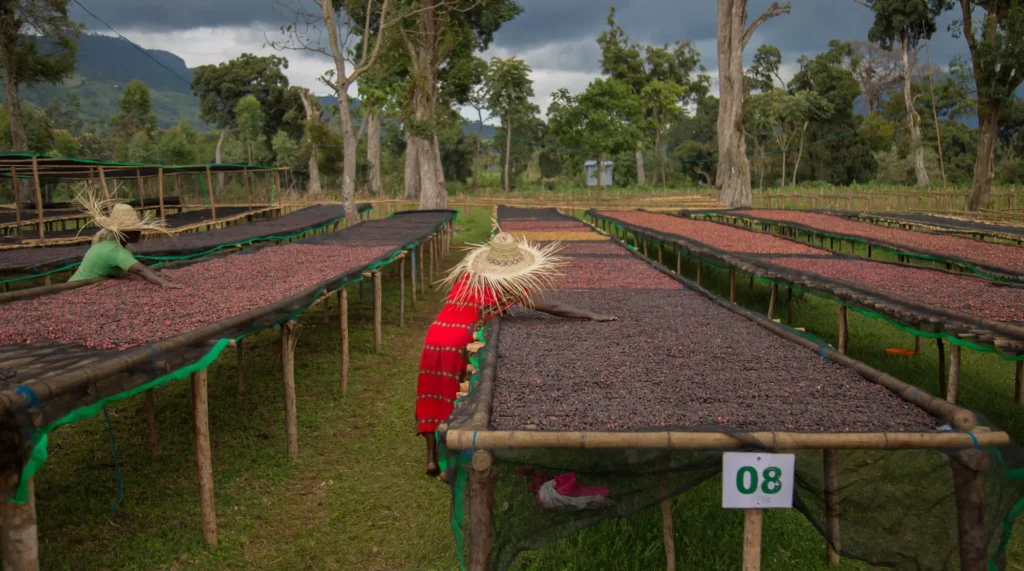 Duwancho-raised-beds