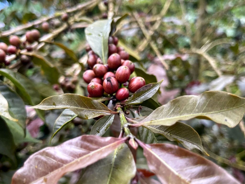 sudan-rume-scaled-e1671204379780